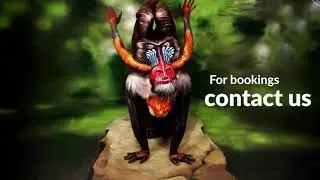 The Mandrill Bodypainting Illusion by johannes stoetter