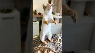 Persistent squirrel. Настойчивая белка.