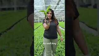 World's Biggest Plant Factory | Jain HI-TECH Plant Factory in India| Tissue Culture