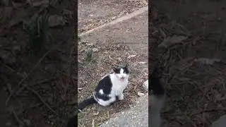 Mimi the Cat #cat #keşfet #animals #catlover #funnycats #cats #catsoncamera #meow