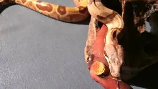 Rocky Balboa the salmon boa