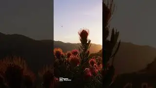 Best Ziplines in CALIFORNIA!