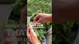 This has got to stop! Herbs are the easiest thing that anyone can grow🪴 #garden #herbs #gardening