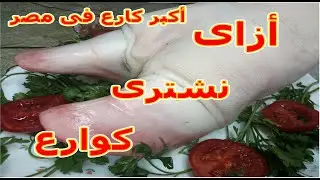 #أكبر_كارع_ فى _مصر_عشاق_الكوارع  أزاى تعرف تشترى الكوارع الأمامية المظبوطة....  70 الف مشاهدة يوميا