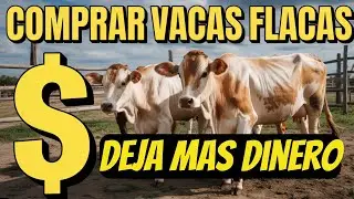 Por Qué Comprar Vacas Flacas y Engordarlas Deja Más Dinero que Vender Leche!