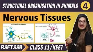 Structural Organization in Animals 04 || Nervous Tissues || Class 11/NEET || RAFTAAR