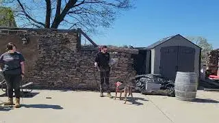 Lucy - Hound mix - Best Paw Forward Dog Training Board and Train - W3 D4 - Reactivity