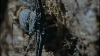 The Whip Spider