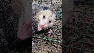 fun facts about a CRAZY POSSUM!!
