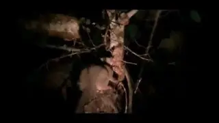 Kirindy Forest: night safari (Lemur)