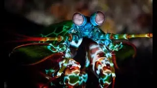 The Mantis Ship and Suit: Starfield's Best Kept Secret