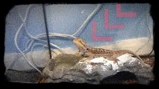 Facts about my bearded dragon Tango