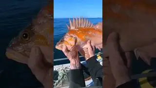 Big, Beautiful Copper Rockfish! ❤️ #fishtough #fishing #catchoftheday #rockfish
