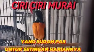 CIRI-CIRI MURAI YANG SUDAH PAS DENGAN RAWATAN DAN SETINGAN HARIANNYA