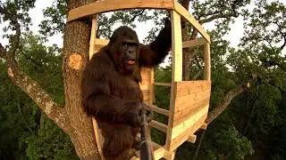 Bigfoot Builds the Ultimate Forest Treehouse