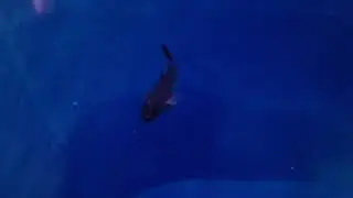 スミクイウオ