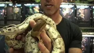 Hypomelanistic Cay Caulker Boas For Sale. Buy at Big Apple Pet with Same Day Shipping.