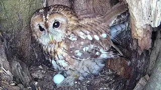When Tawny Owls Lay Eggs - Incubation Story | Bonnie & Ozzy | Robert E Fuller
