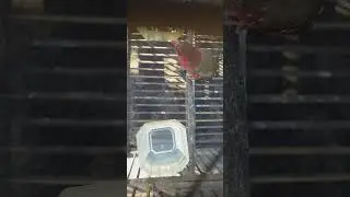 SUARA PANGGILAN SETROBERRY FINCH.