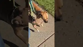 Luna and Daisy | Pitbull and Boxer Mix Dog Training | Livonia Michigan