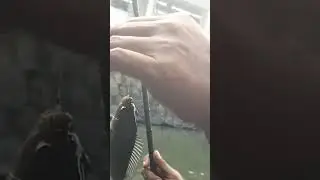 mancingboss#shortvideo