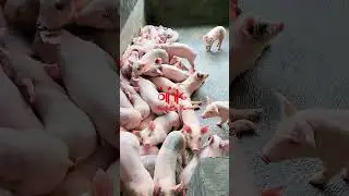 PREPARATION FOR SEPARATION OF SGI AMERICAN SOW PIGS
