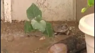 Turtle Jasper Dancing in the Rain