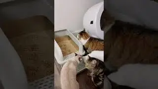 2025 Litter box Reset Upgrade #linkinbio