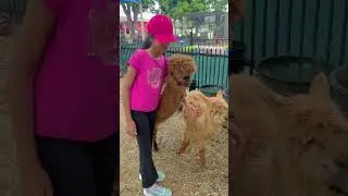I got new walking buddies🥰 #alpaca #cuteanimals #animallovers #texas #cutecritters