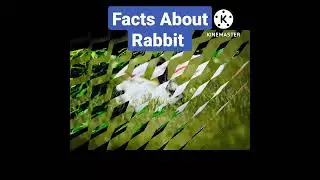 3 Amazing And Rendom Facts About Rabbit | Interesting Facts In Hindi | #shorts