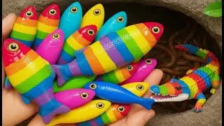 Catch beautiful aquarium fish in small pond baby turtles, pencil fish, eel, koi, angelfish, guppies.