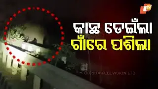 Panic Grips Locals After Elephant Enters Human Settlement in Dhenkanal