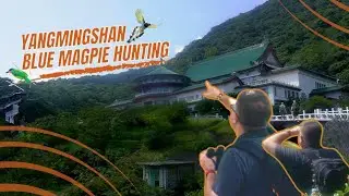 Looking for the Taiwan Blue Magpie: Yangmingshan National Park #birdwatching #oldadventures