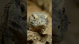 🌴 Komodo National Park &ndash; An Untamed Paradise Awaits! 🐉  #travel #komodoindonesia  #indonesia
