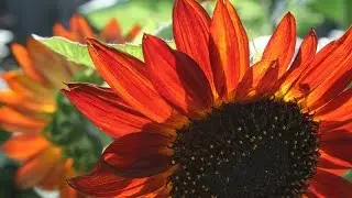 Velvet Queen Sunflowers. Watch ours grow through the summer.