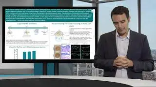 Bacterial infection and wound healing in an ex vivo human skin model