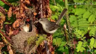 Baby Bird Nest:  Plain Prinia