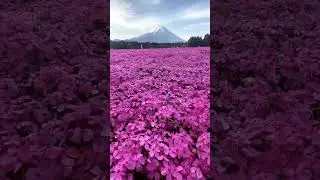 🌊Springtime in Japan - Fuchsias and Mount Fuji🏔️Tranquil Short🏔️#tranquility #shorts #relaxing #asmr
