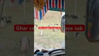 Pahari Yak @MountKailash