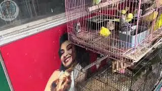 Pet shop at Chennai | birds | dogs | cats | fishes | All kind of pet foods 