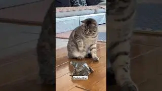 Cat vs frog 😂😁 #cat #frog #funny #petfails #animalshorts #pets #funnyclips #animals #cats #shorts