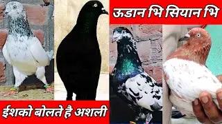 High Flyer Kabootar ! Rampuri Kale Chini Kabootar ! devbandi kabootar ! Kale Kabootar 
