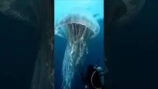 Animal Transformation | Amazing Sea Creatures Transformation #animaltransformation#animals #viral