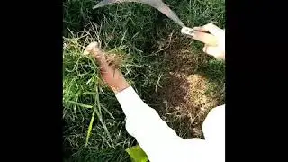 Use of sickle ( Dranti ka istaamal)