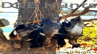 Arkansas Duck Hunt.Gadwall and Ringnecks. Season 1 Ep. 2