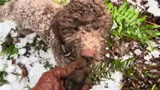 Lagotto Romagnolo winter morning walk