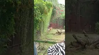 Bengal Tiger #tiger #youtubeshorts #ytshorts #shorts