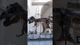 Worlds most expensive Fossil : T Rex    #auction #shorts #expensive #fossil #interestingfacts #trex