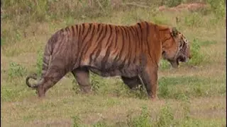 The Kaziranga tiger, one of the biggest cats on earth
