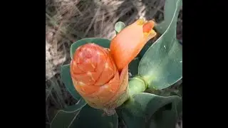 Costus scaber (Costus scaberulus) Part 1